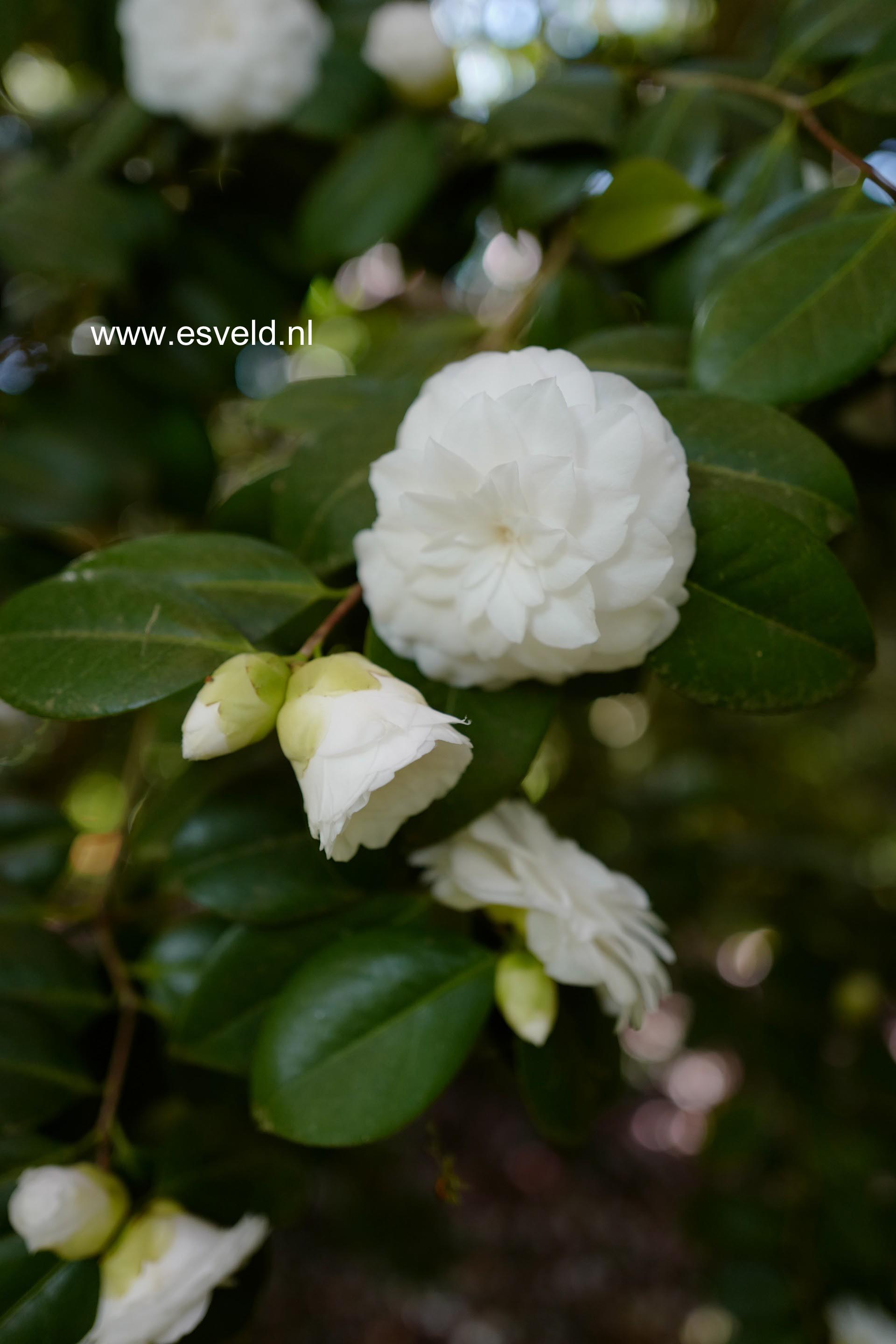 Camellia japonica 'Mathotiana Alba'