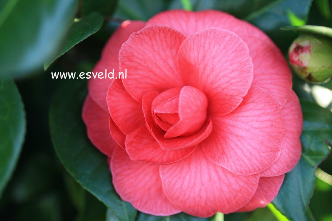 Camellia japonica 'Mathotiana'