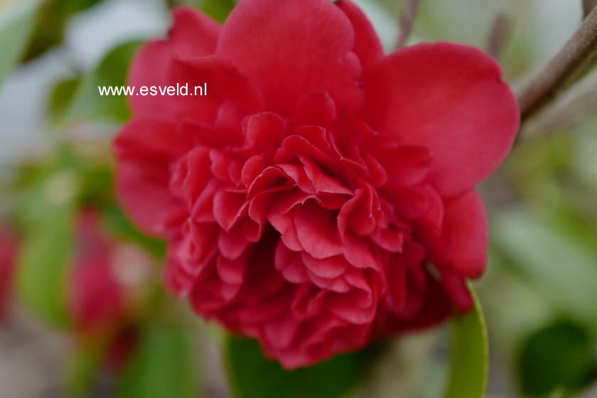 Camellia japonica 'Professor Sargent'