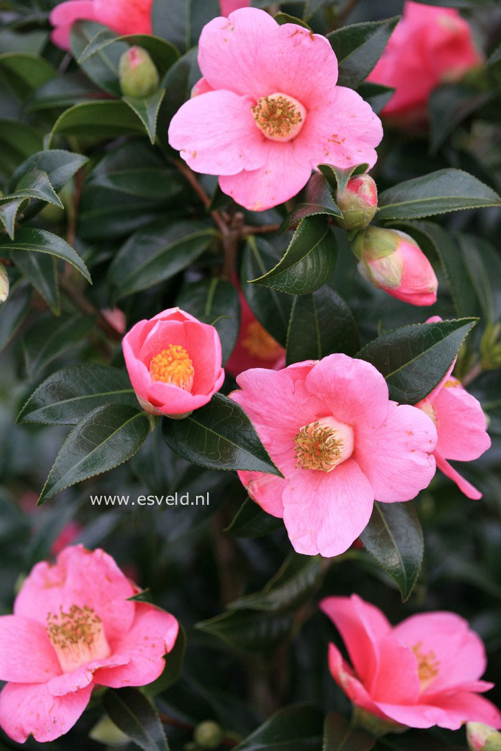 Camellia japonica 'Rosemary Williams'
