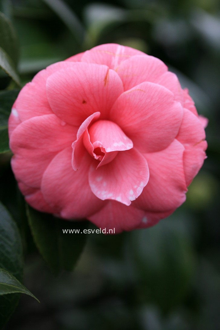 Camellia japonica 'Sacco Nova'