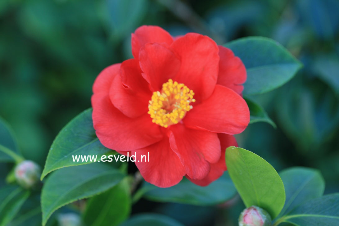 Camellia japonica 'San Dimas'