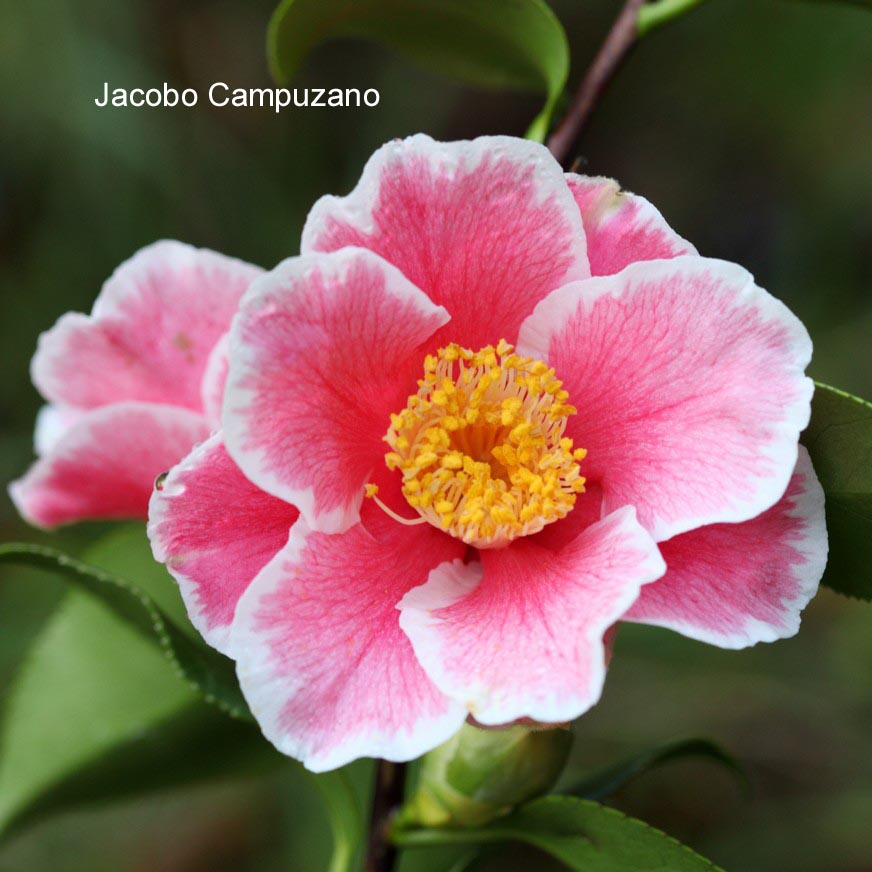 Camellia japonica 'Sanpei-tsubaki'