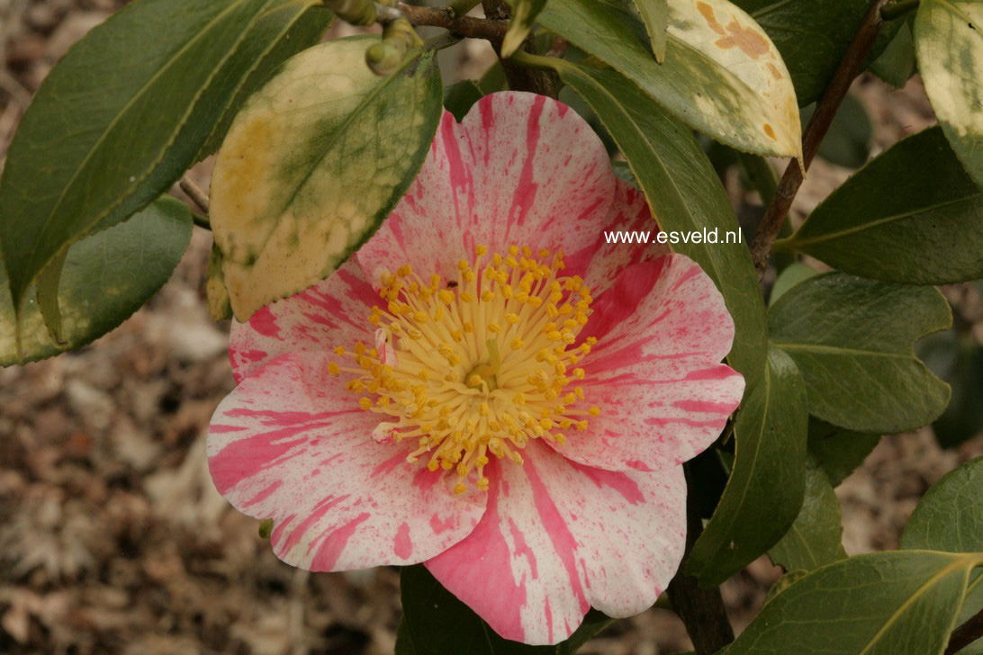 Camellia japonica 'Shin-tsukasa-nishiki'