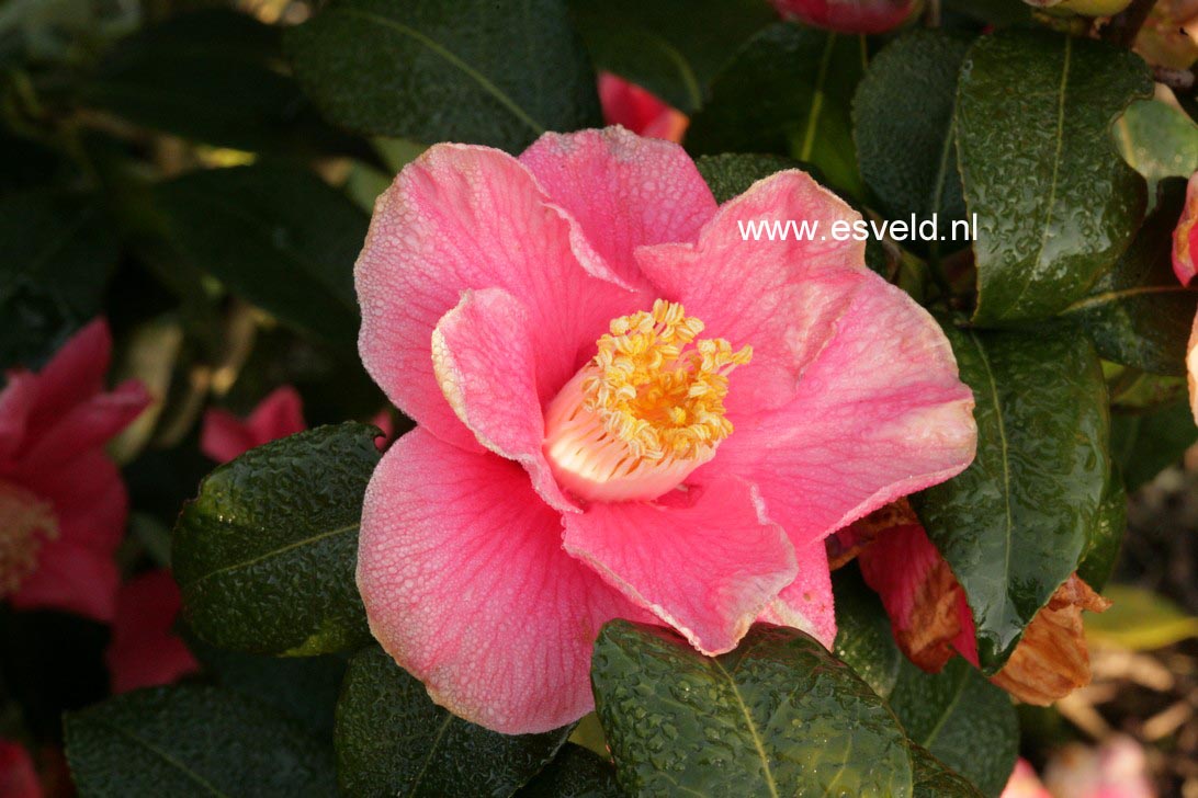 Camellia japonica 'Spring's Promise'