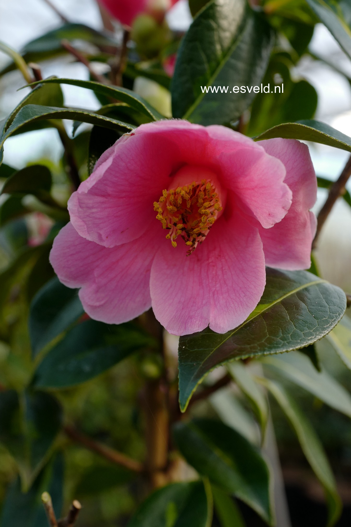 Camellia japonica 'Taiyo'