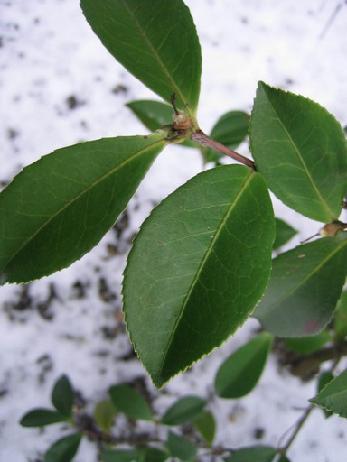 Camellia oleifera