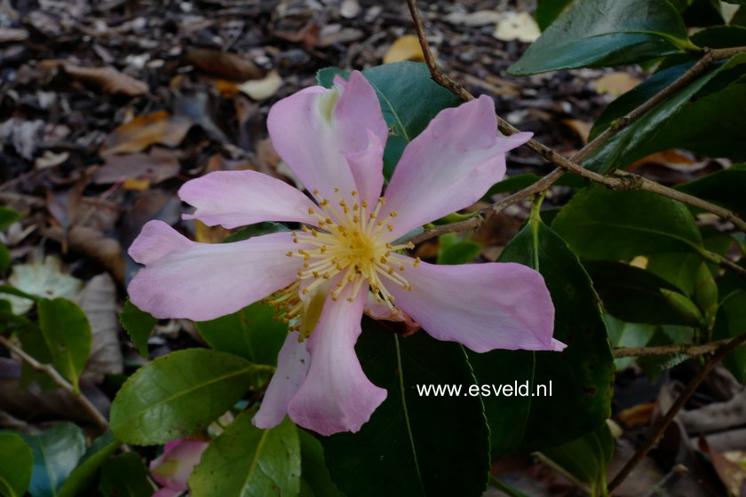 Camellia sasanqua 'Briar Rose'