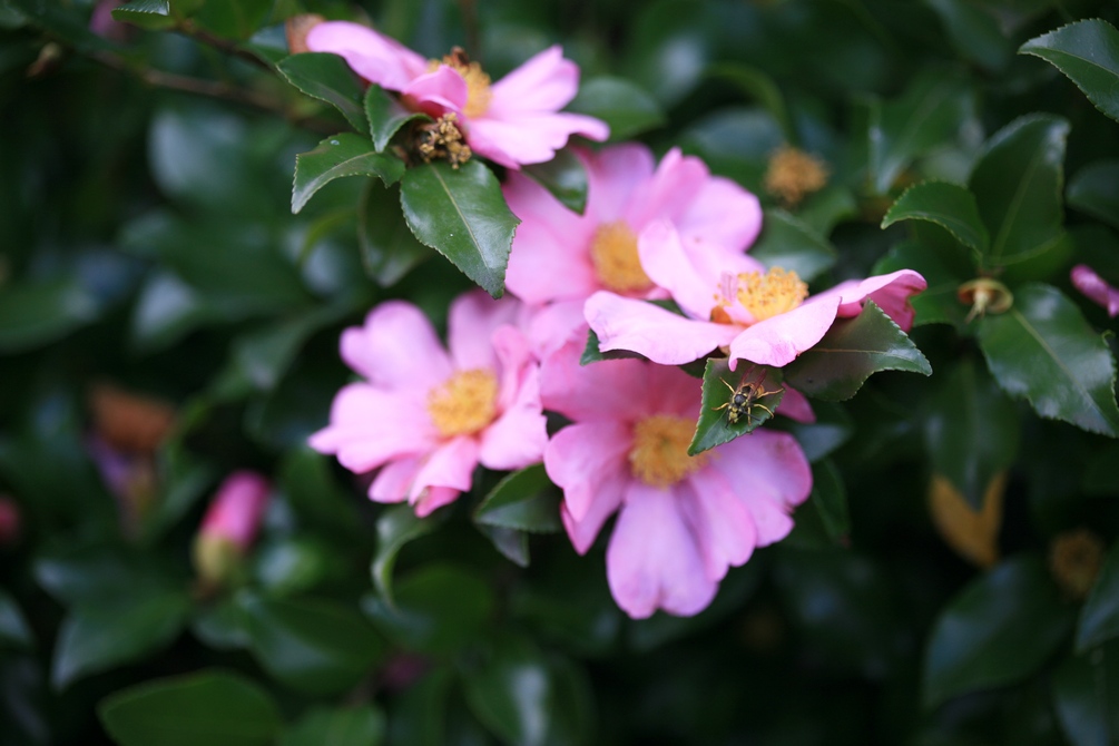 Camellia sasanqua 'Cleopatra'