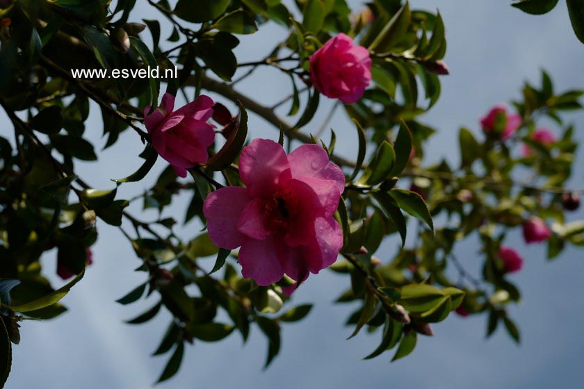 Camellia sasanqua 'Hiryu'