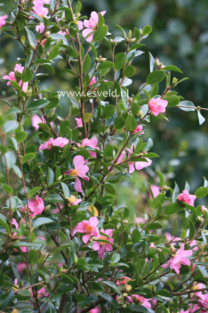 Camellia sasanqua 'Hugh Evans'