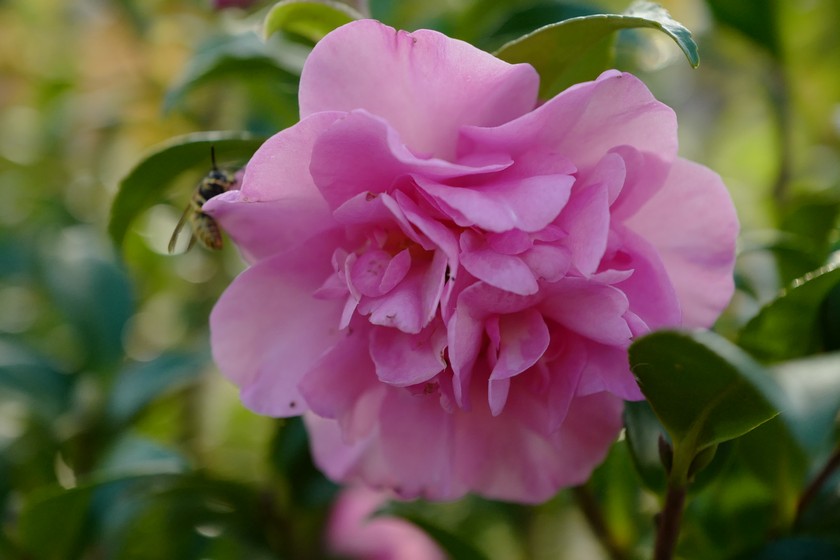 Camellia sasanqua 'Jennifer Susan'