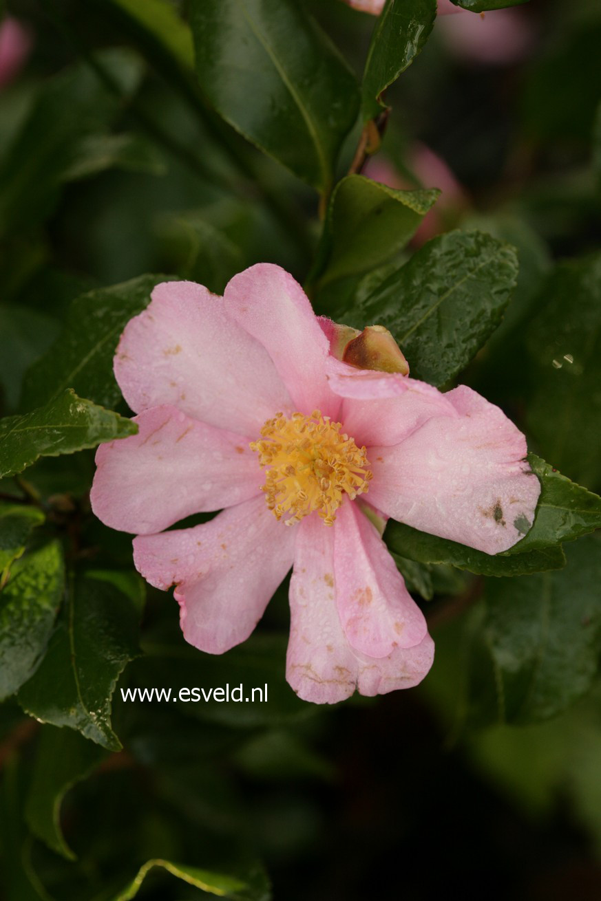 Camellia sasanqua 'New Dawn'