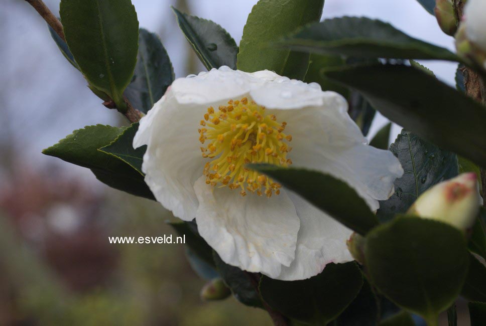 Camellia sasanqua 'Orcival'