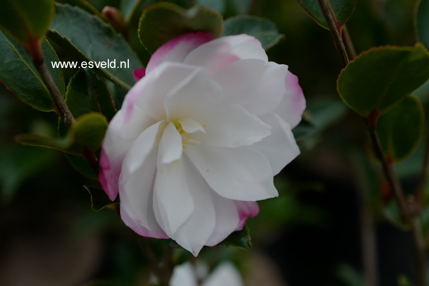 Camellia sasanqua 'Paradise Blush'