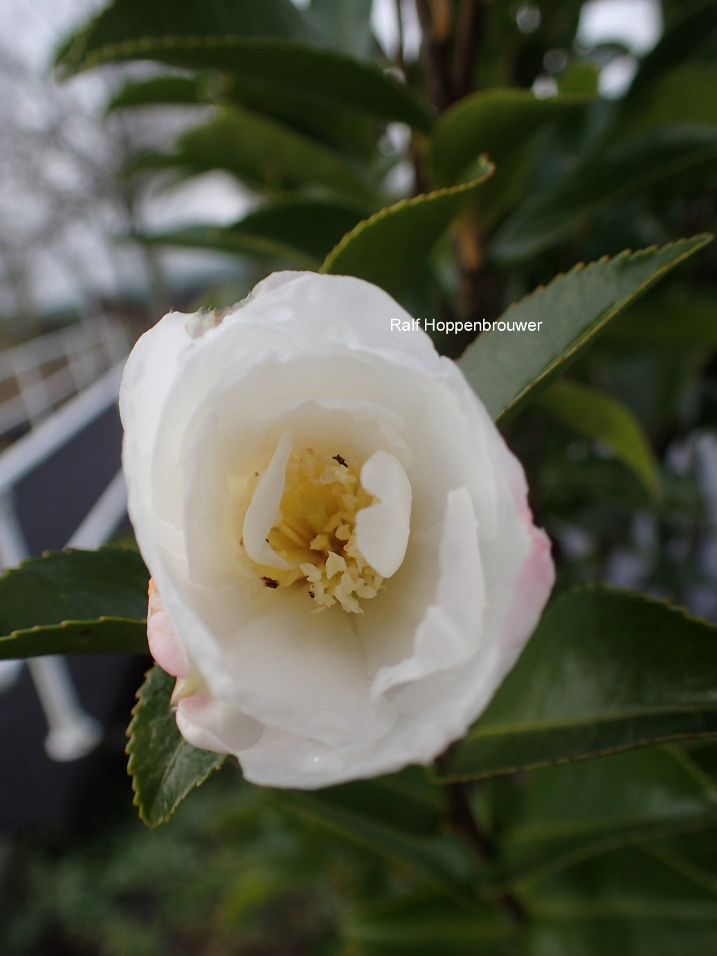 Camellia sasanqua 'Paradise Venessa'