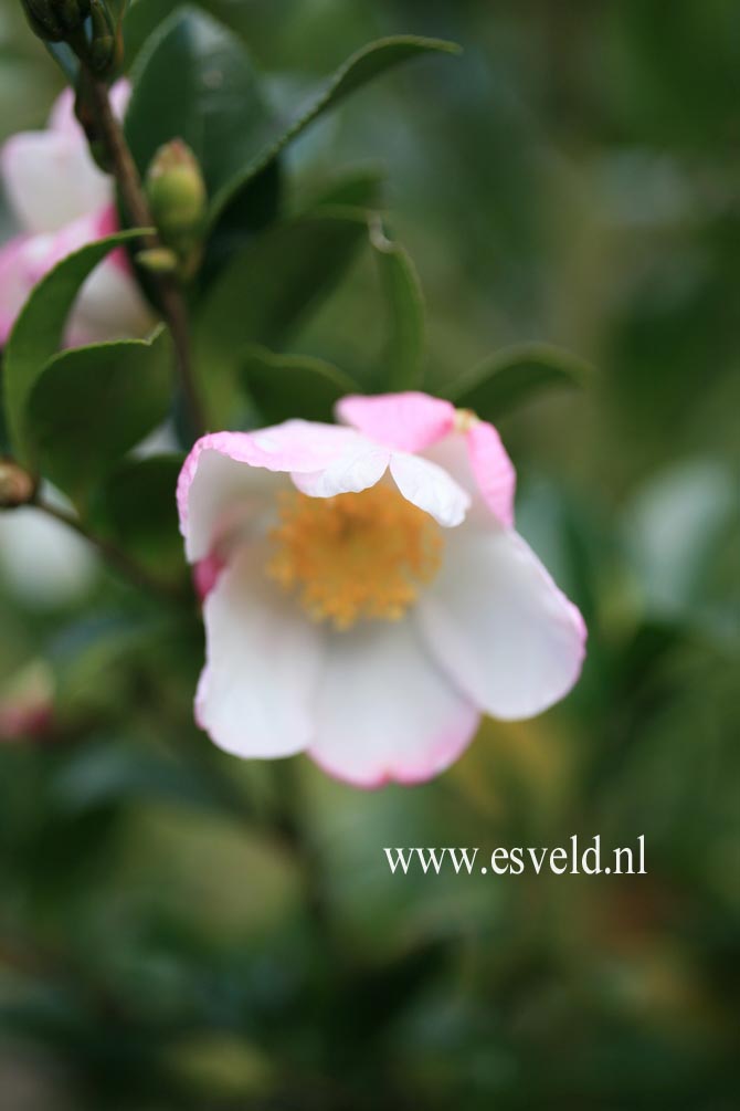 Camellia sasanqua 'Rainbow'