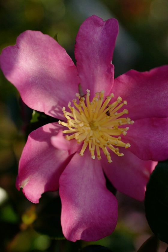 Camellia sasanqua 'Rubra'