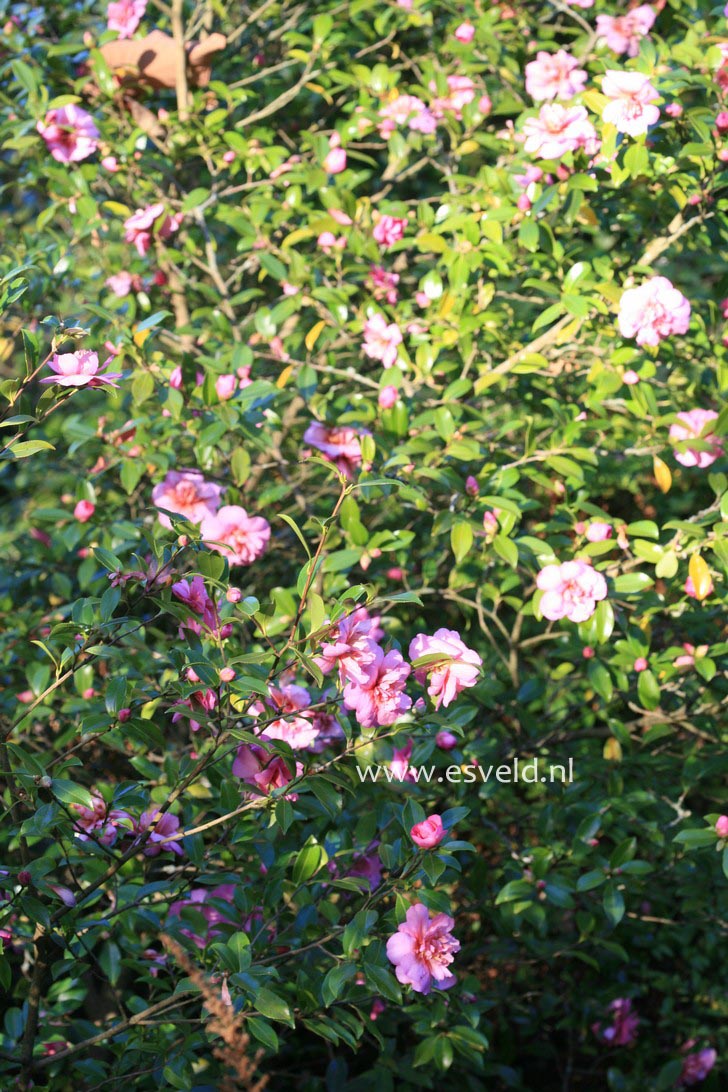 Camellia sasanqua 'Sparkling Burgundy'