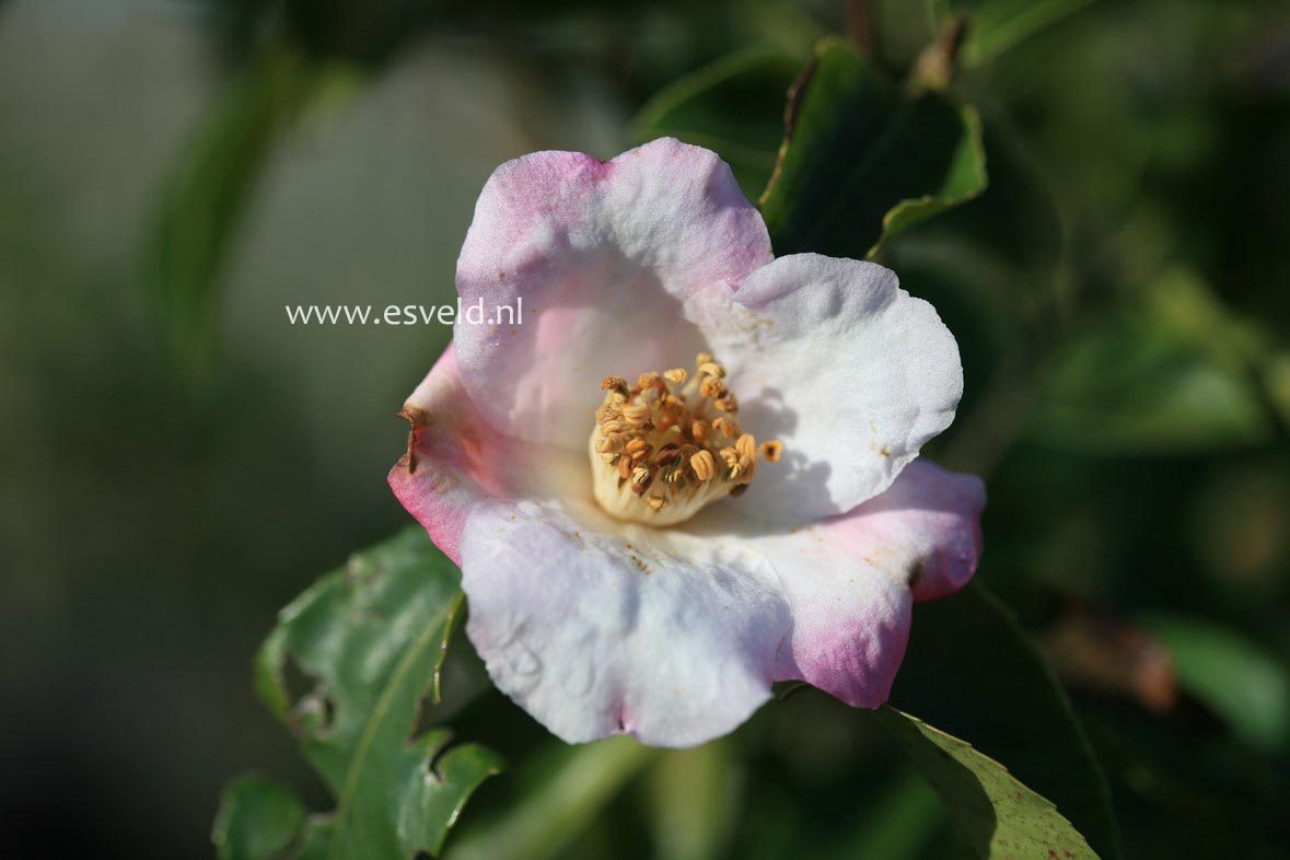 Camellia sasanqua 'Yoimachi'