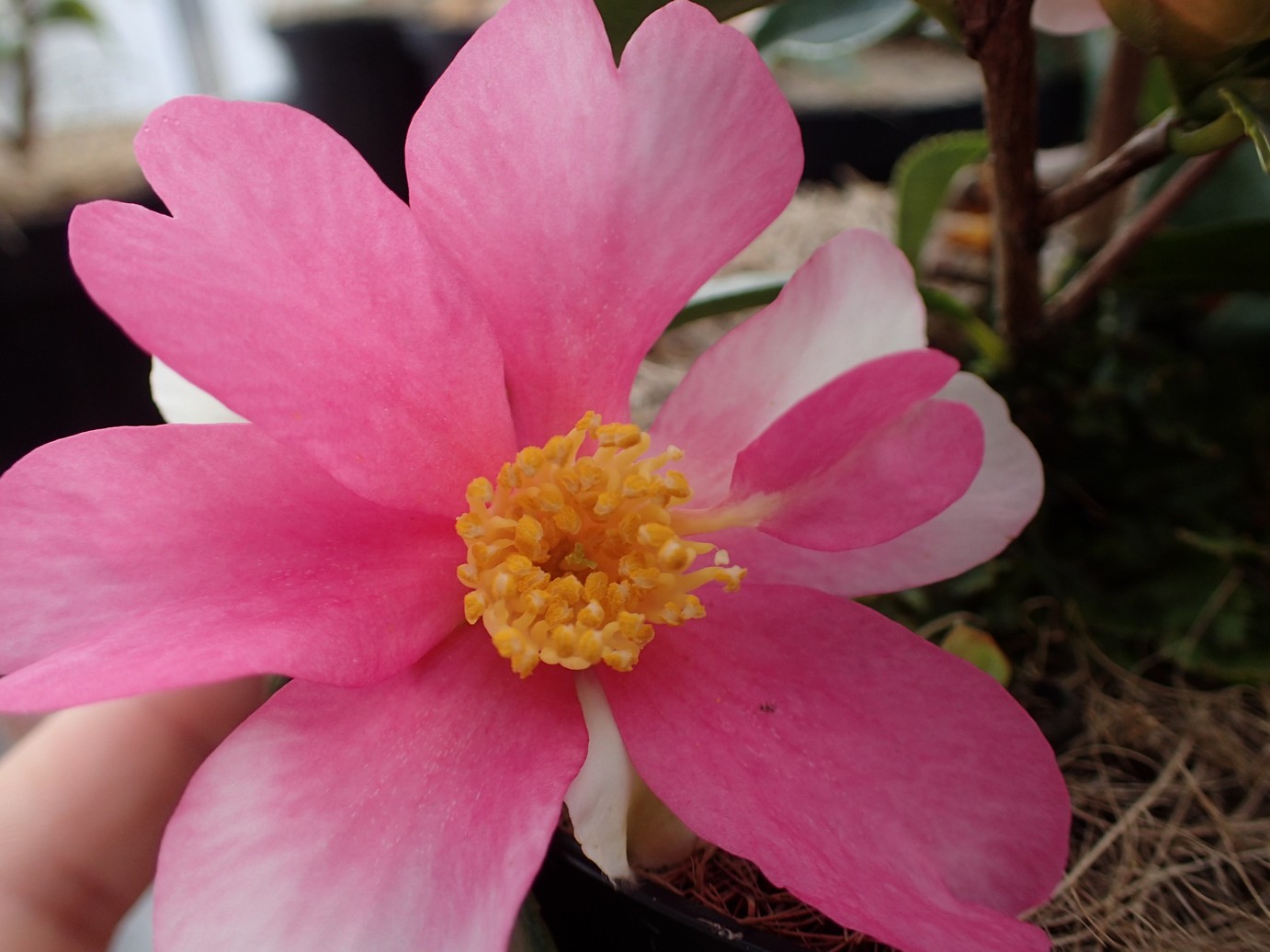 Camellia sasanqua 'Yume'