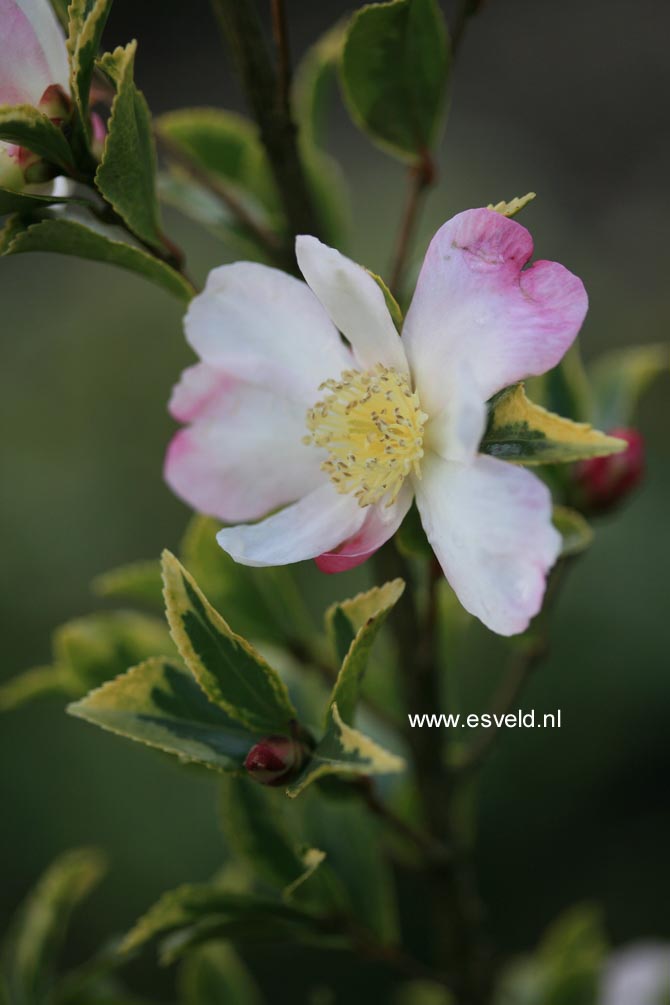 Camellia sasanqua f. variegata