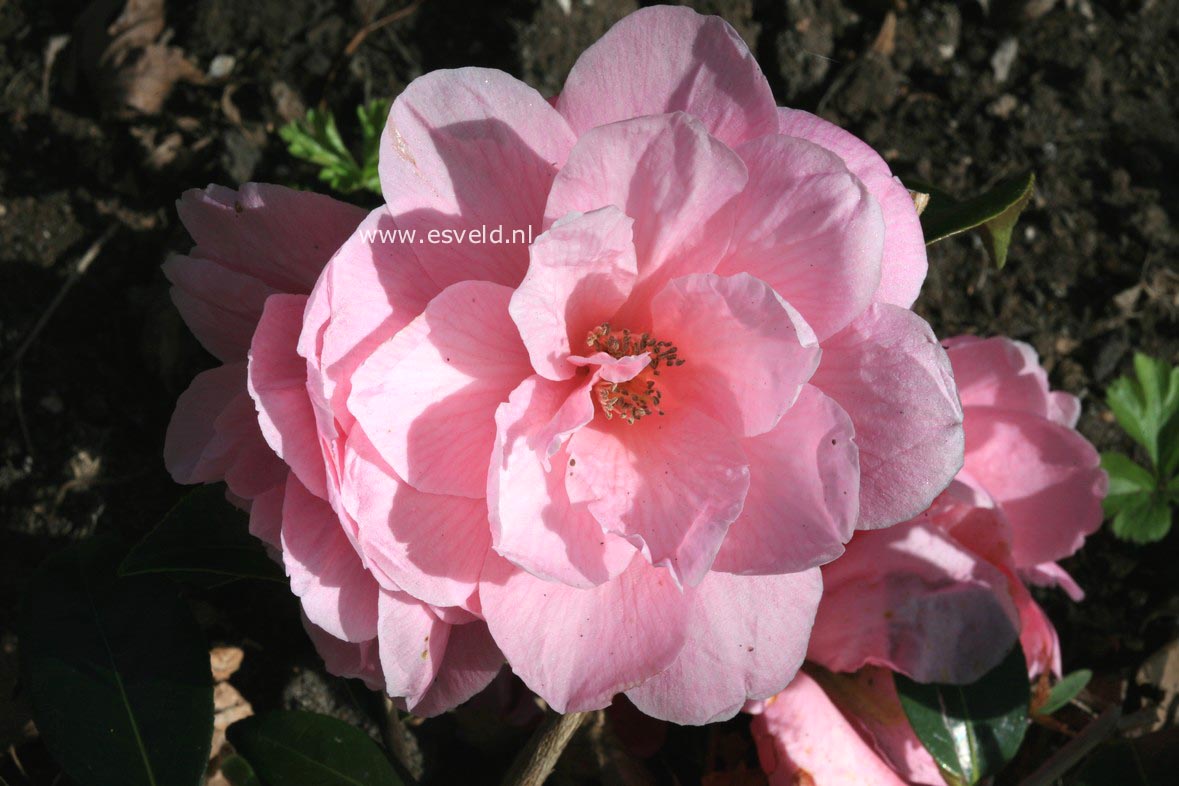 Camellia williamsii 'Donation'