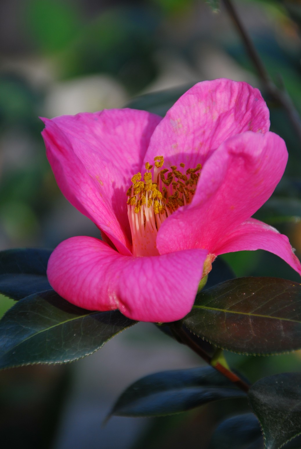 Camellia williamsii 'St. Ewe'