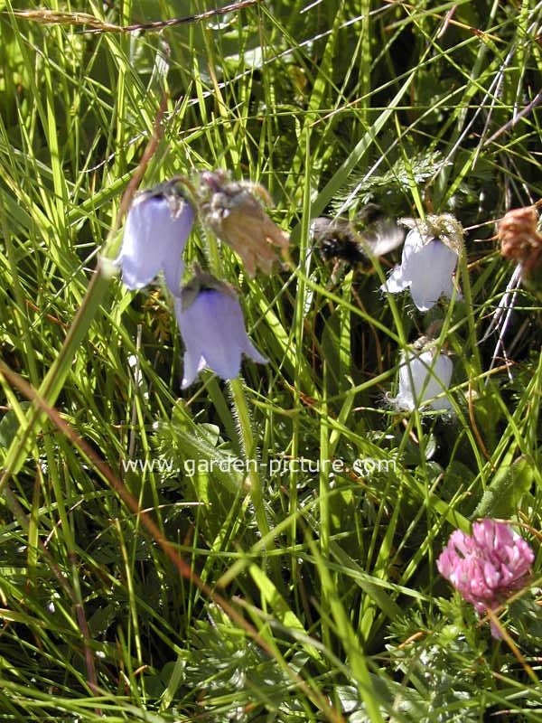Campanula barbata