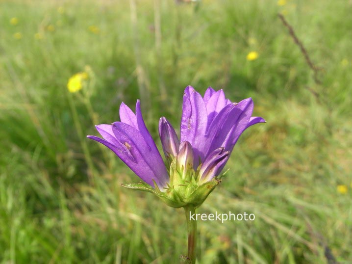 Campanula glomerata