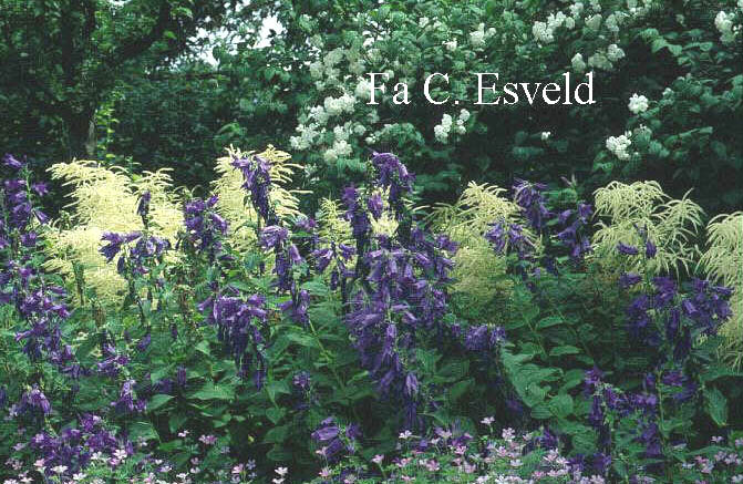 Campanula latifolia var. macrantha