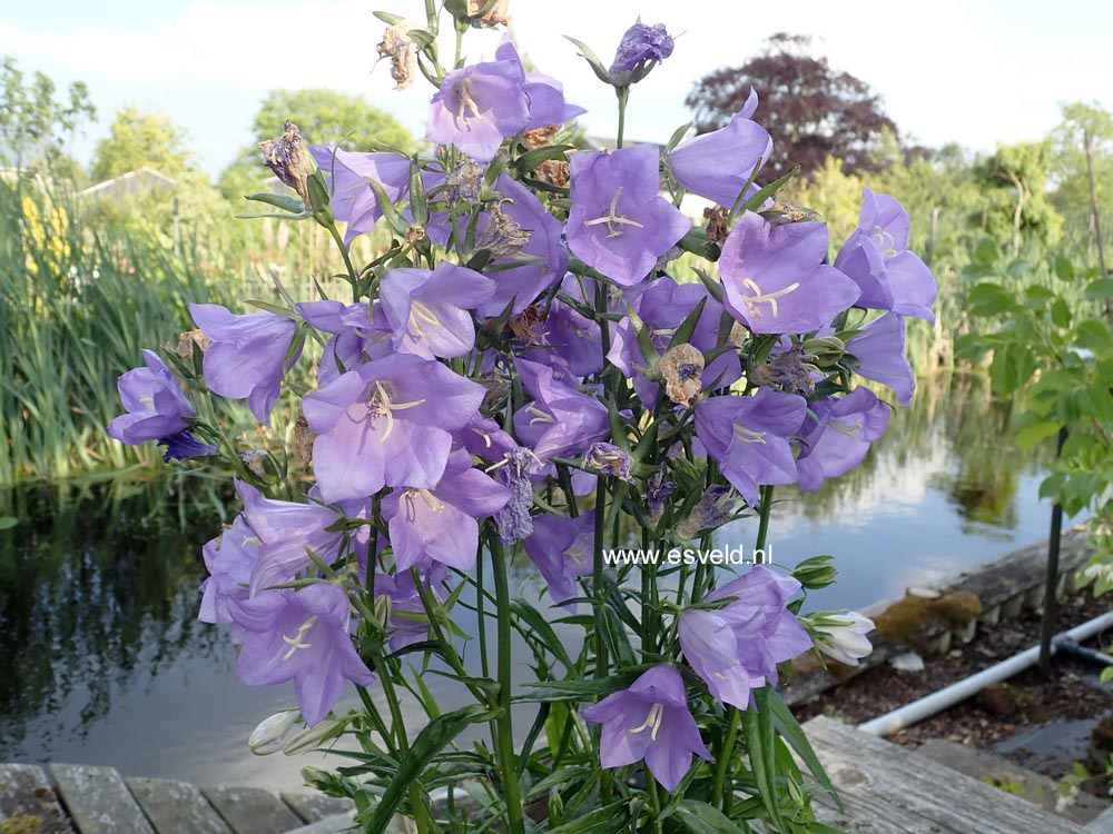 Campanula persicifolia 'Takion Blue'