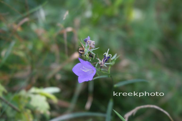 Campanula persicifolia