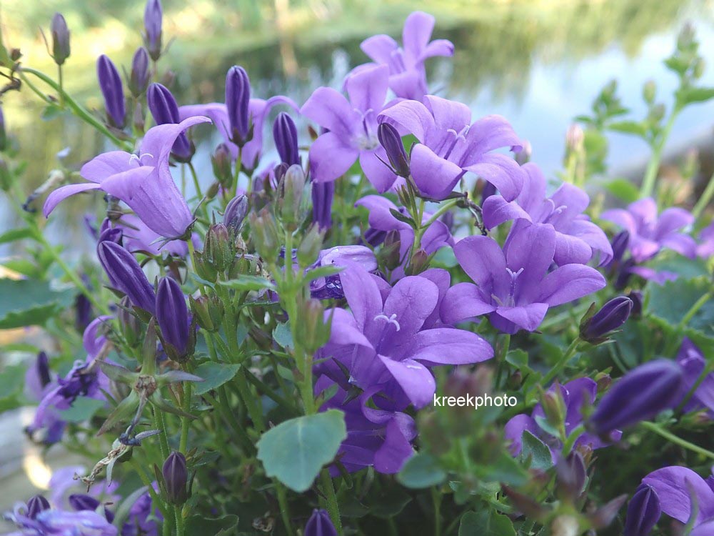 Campanula portenschlagiana 'Catharina'