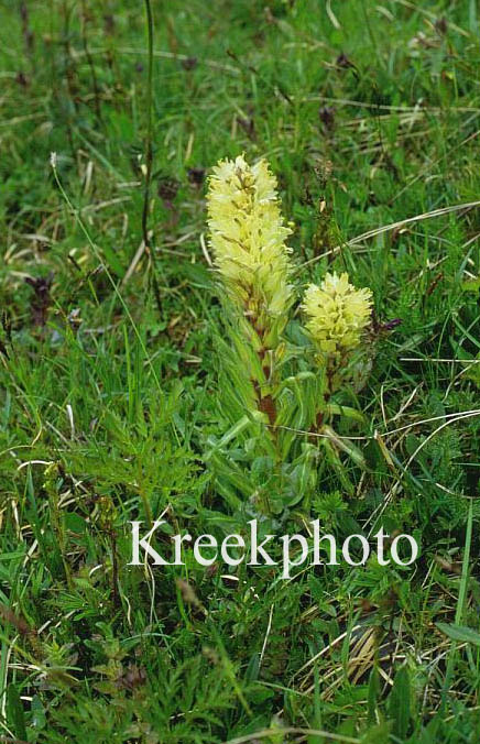 Campanula thyrsoides