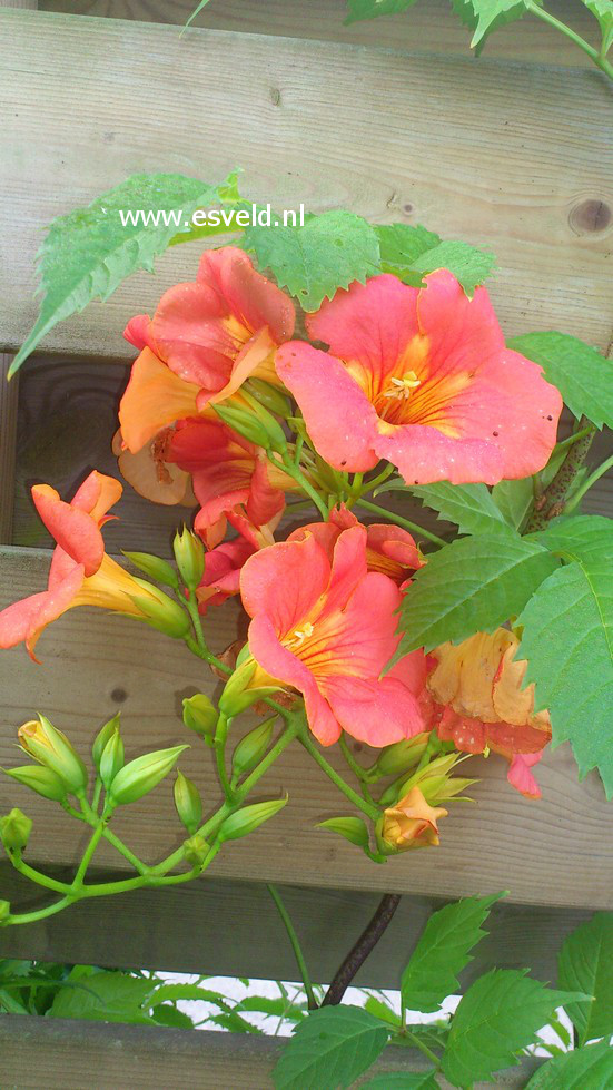 Campsis grandiflora 'Fransa'