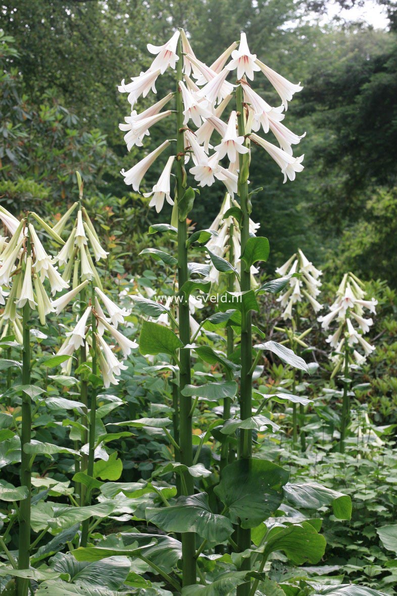Cardiocrinum giganteum