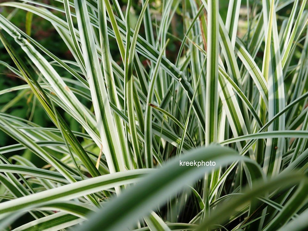 Carex oshimensis 'Fiwhite' (EVEREST)