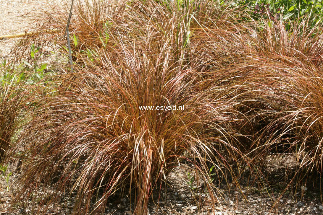 Carex testacea 'Prairie Fire'