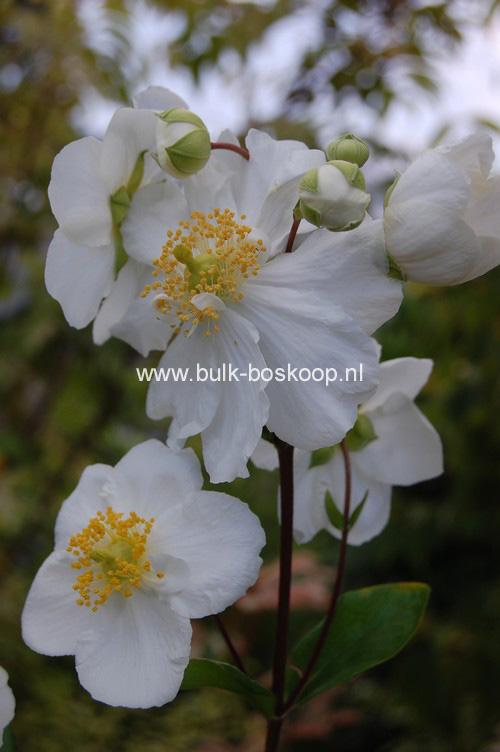 Carpenteria californica 'Bodnant'
