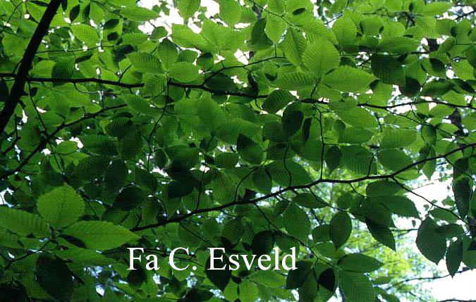 Carpinus caroliniana