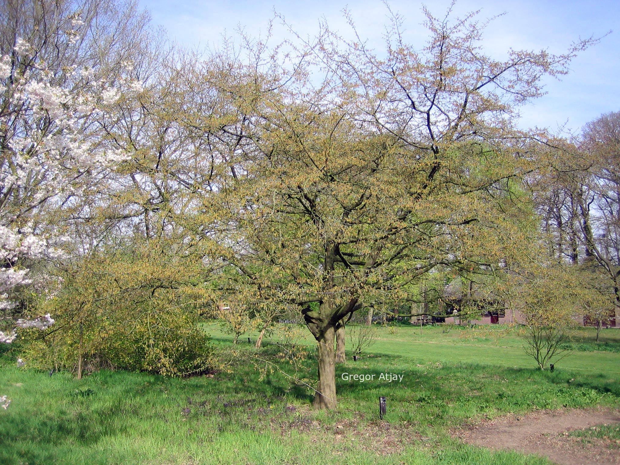 Carpinus henryana