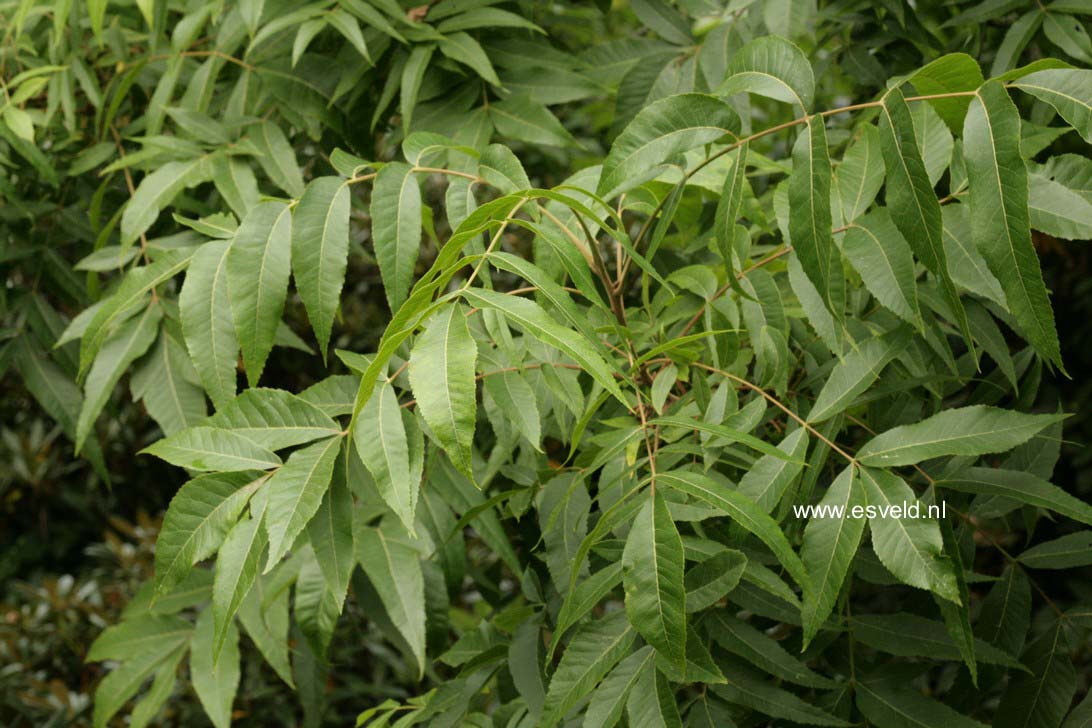 Carya illinoinensis