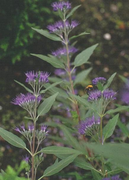 Caryopteris clandonensis 'Kew Blue'