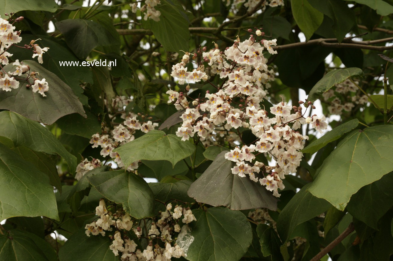 Catalpa speciosa