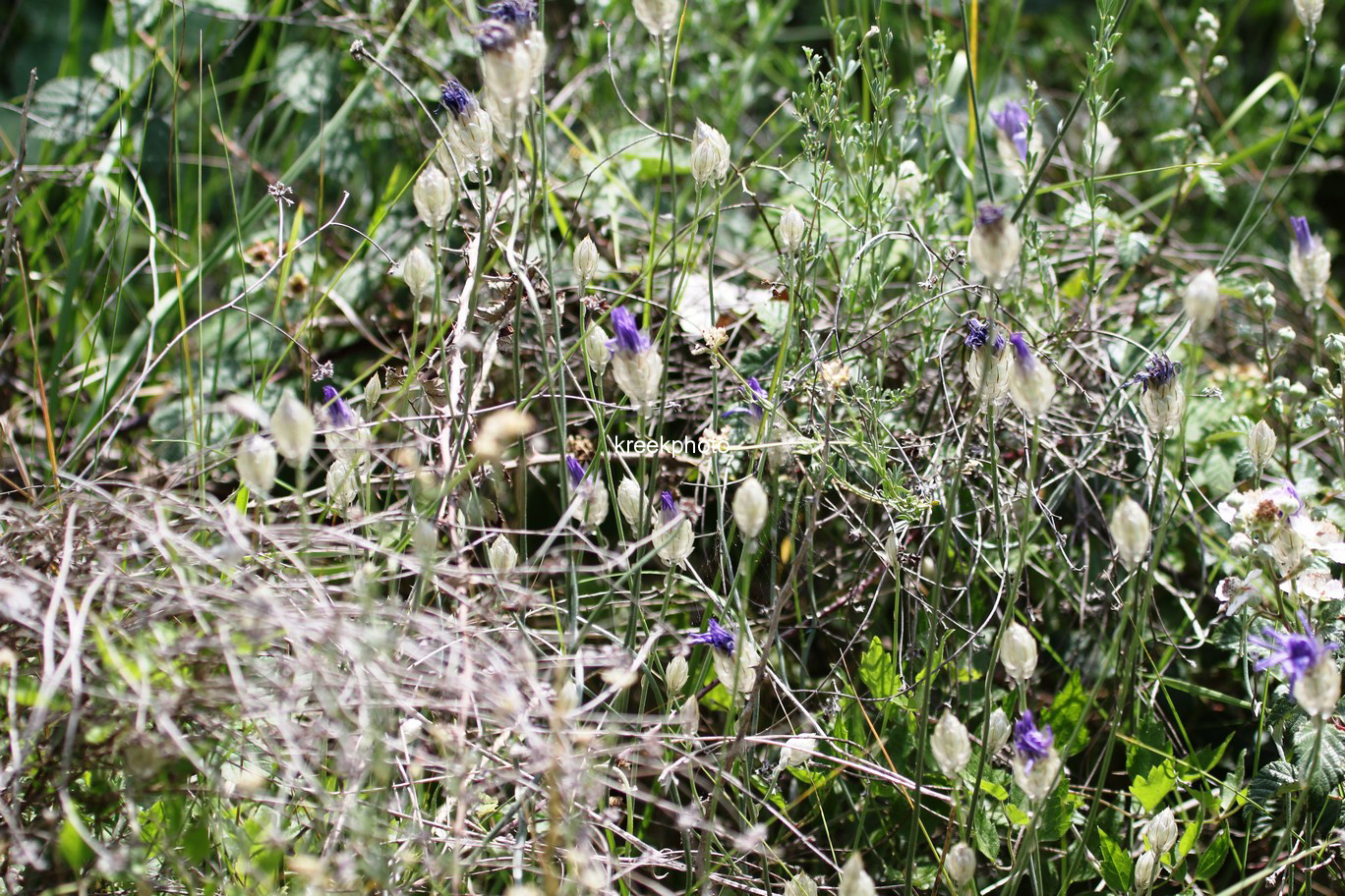 Catananche caerulea
