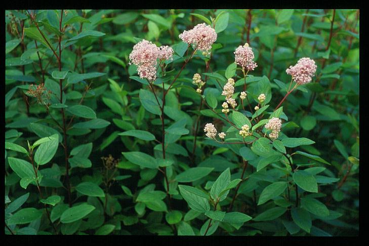Ceanothus pallidus 'Marie Simon'