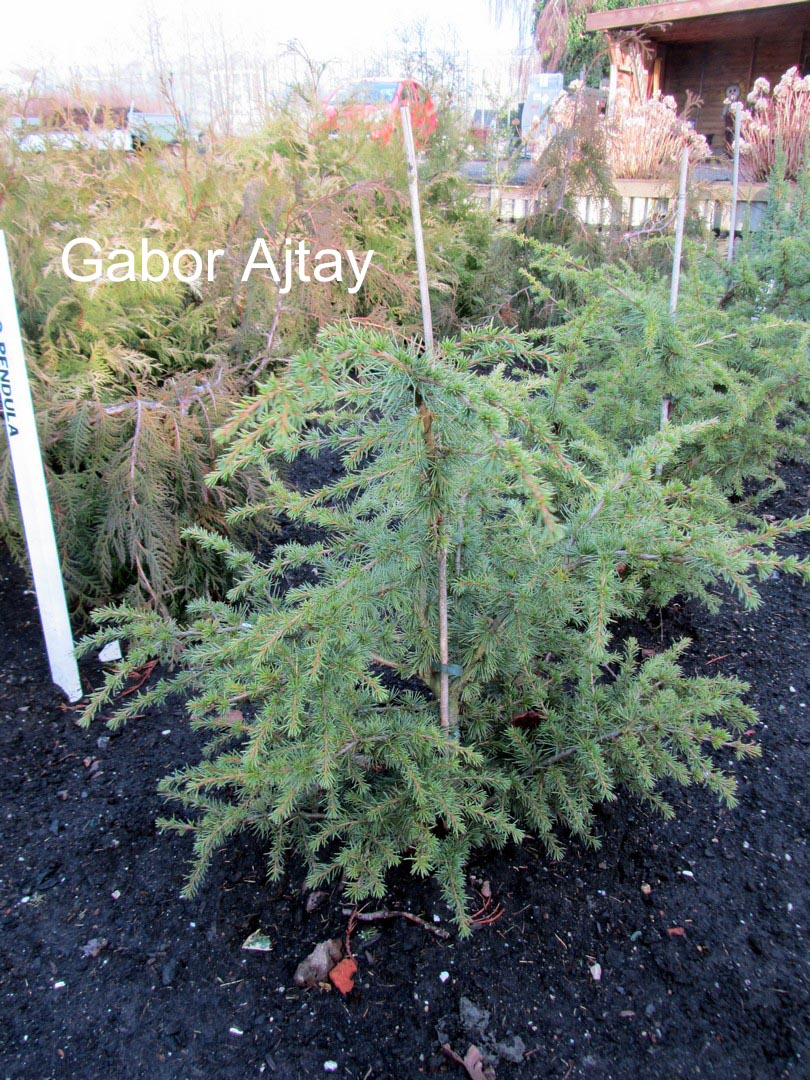 Cedrus libani 'Compacta'