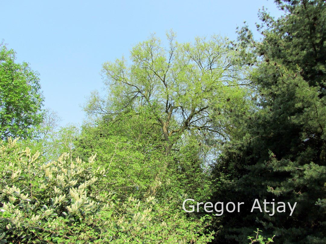 Celtis occidentalis var. reticulata