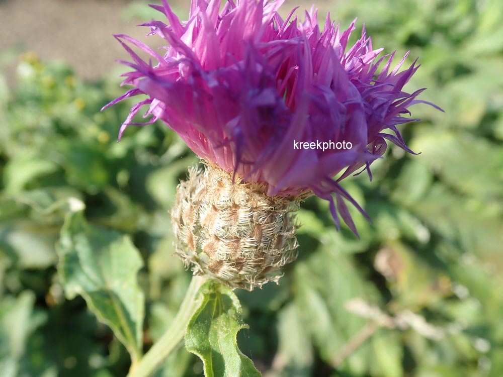 Centaurea hypoleuca 'John Coutts'
